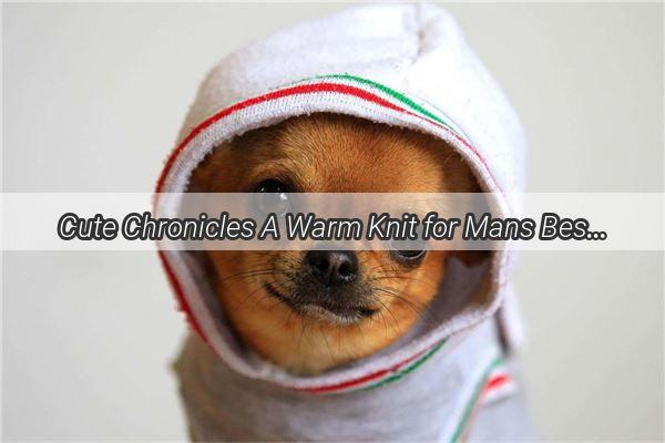 Cute Chronicles A Warm Knit for Mans Best Friend  A Heartwarming Story of Love and Comfort